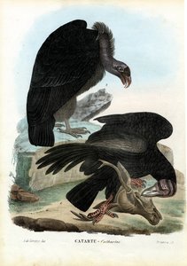 Buitres, 1863-79 de Raimundo Petraroja